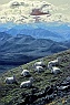 Dall Sheep on Primrose Ridge